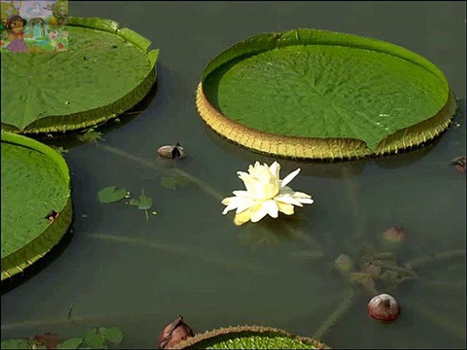 Flowers  Glenn Doman Cards   Vocabulary Flash Card   Nursery Rhymes   Teach young children