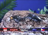 Palawan Stag Beetle VS Parry Stag Beetle