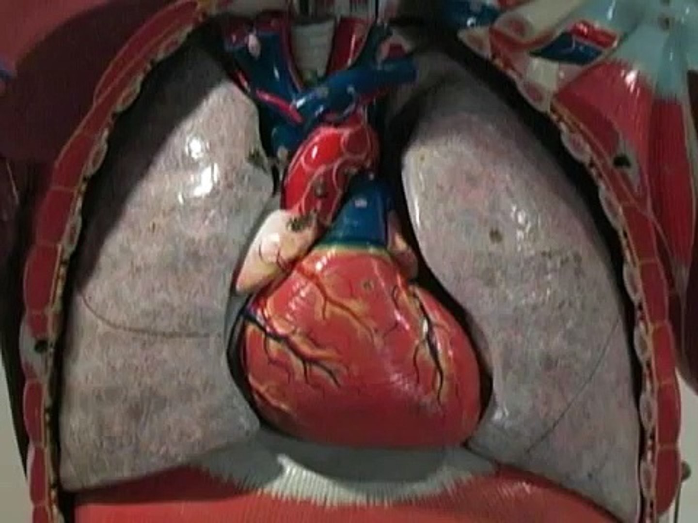 ⁣Animated Introduction to Cancer Biology (Urdu)