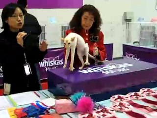 2007 CFA cat show in shanghai(part3)