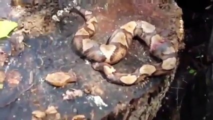 İnanılmaz! Kafası Kopan Dev Yılan Bakın Ne Yaptı?!