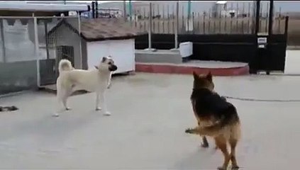 Kangal ve Alman Kurdu Karşı Karşıya Gelirse?