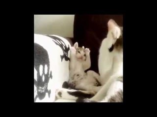 Adorable Kitten Copies Mommy Cat Bathing