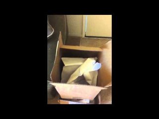 Funny Bird LOLs while Playing in a Box