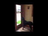 Dog Howls at Ambulance Siren