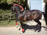 Carruagens Tomaselli - 2 Cavalos atrelados em Tandem