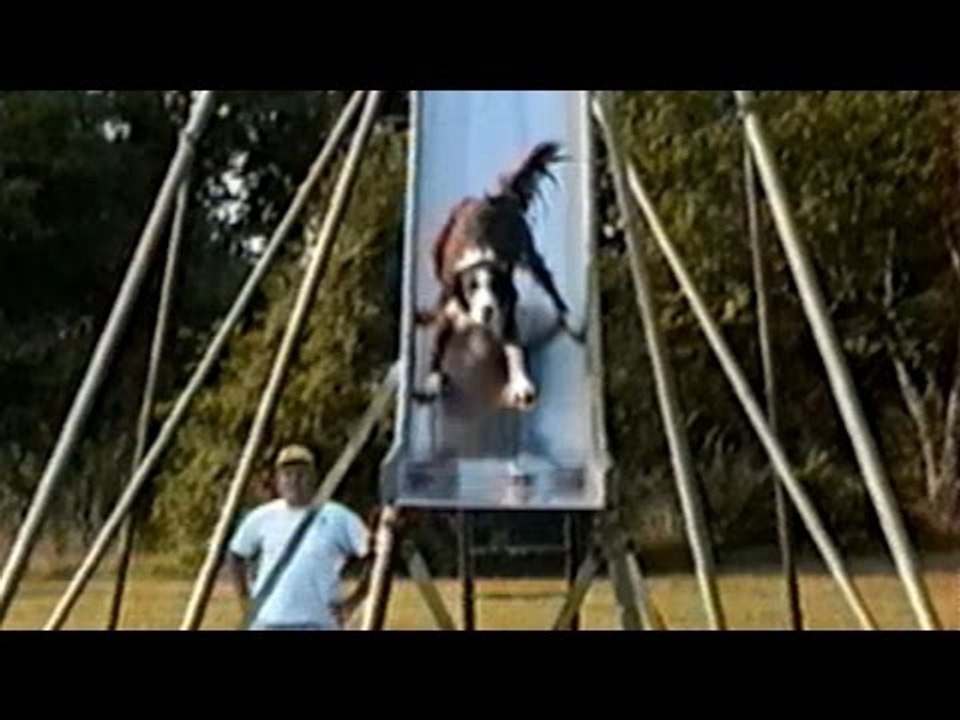 Dog Loves Going Down Giant Slide into Lake