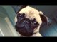 Pugs Are Awesome Part 2: Compilation