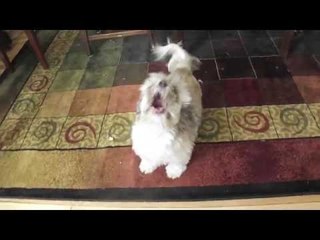 Cody, the Screaming Dog