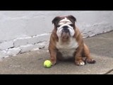 Bulldogs Are Awesome Part 2: Compilation