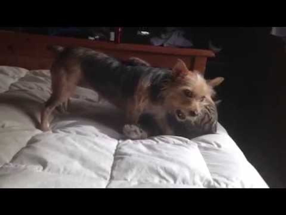 Yorkshire Terriers Are Awesome: Compilation