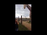 Giraffe Licks Woman To Say Thank You