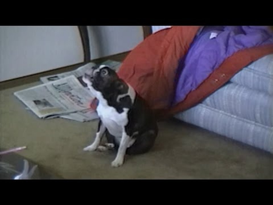Music Montage: Dancing Animals!