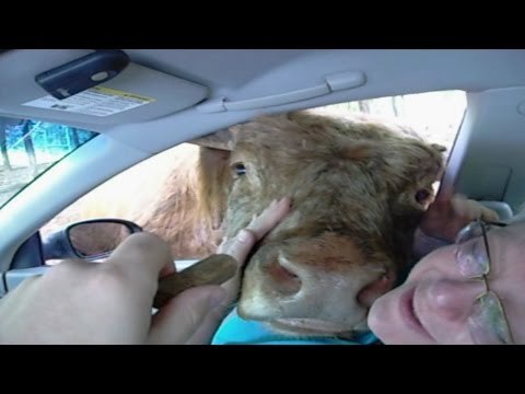 Cow Licks Woman Through Car Window
