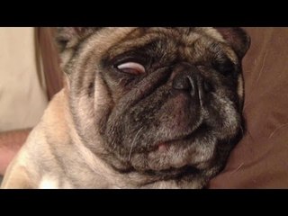 Funny Pug Sleeps With His Eyes Open