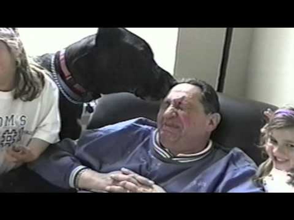Great Danes Are Awesome: Compilation