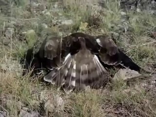 Kartal 1.5 Metre Yılanı Yuttu