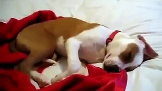Dog Crying In Sleep   Funny Animal