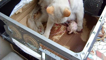 Kinder - Nasceu cinco filhotes