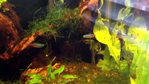 5 Gallon Planted Tank with Neon tetras