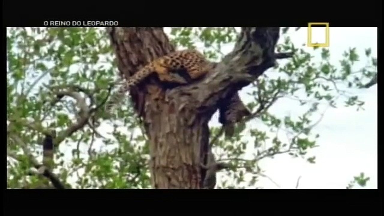 O Reino do Leopardo [NatGeo]
