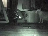 Cat fight:  Bobtail vs. Domestic Cat , May be Bobcat Hybrid, Good vocalization Fluffed Tail
