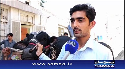 Eid Qurbani , 2015- Cattle Black Beauty