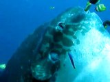 Dive with a Mola Mola in Nusa Lembongan (Bali) (Poisson Lune / Ocean Sunfish)