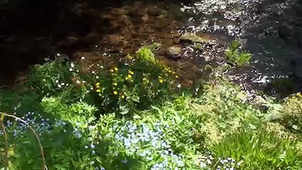 Zwarte Woud - Freudenstadt Mei 2010