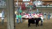 Iowa State Fair-Champion Maine-Anjou Steer Drive Sponsored by Goretska Show Steers
