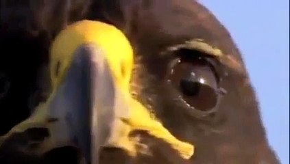 Kartalın Mönitör Kertenkelesi Avı