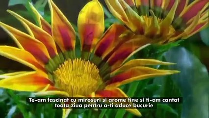 Mesaj de la Mama Pamant - Chemare pentru vindecare planetara