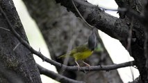 Mourning Warbler, Oporornis philadelphia, catching midges