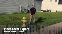 Place level: Expert, Confidence building for your dog: New Orleans Dog Trainers