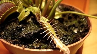 Dionaea muscipula vs Caterpillar