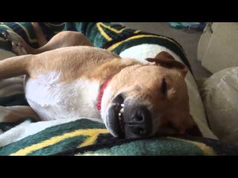 Dog Snores and Dreams in his Sleep