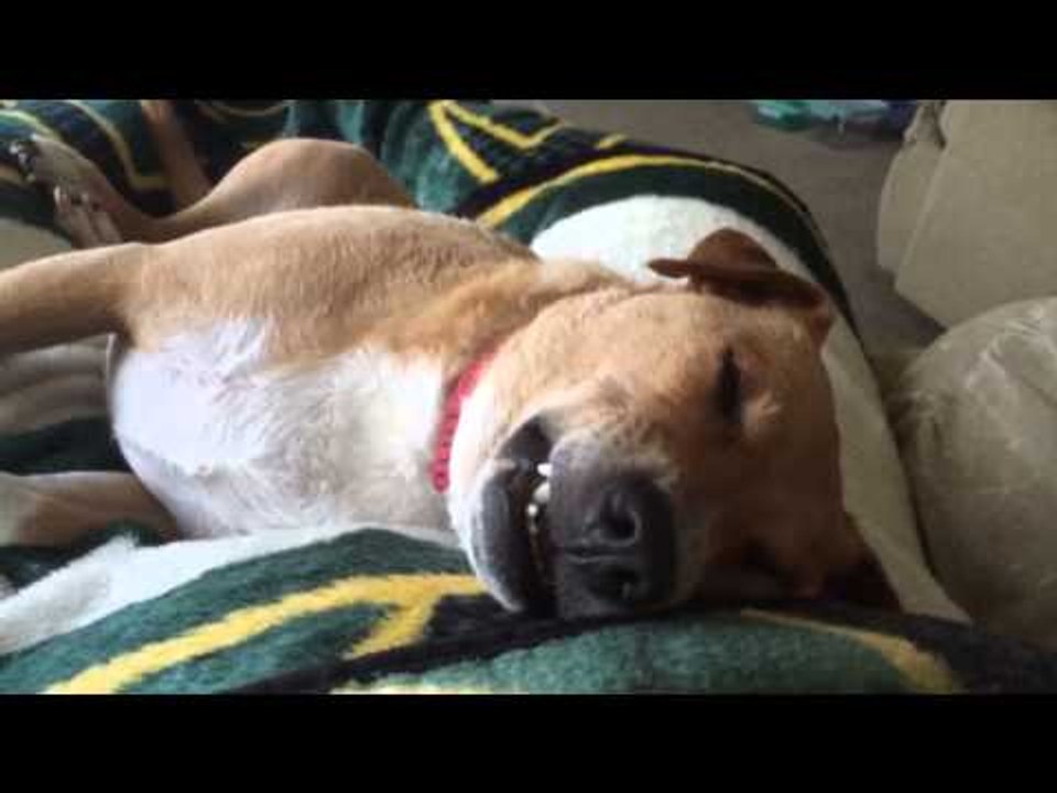 Dog Snores and Dreams in his Sleep