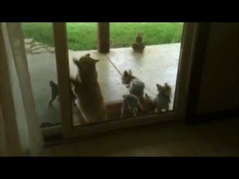 Helpful Cat Opens Door for Puppies