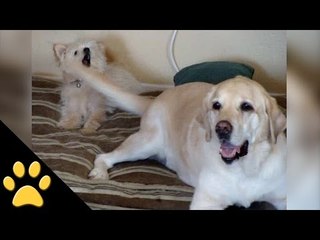 Little Dog Gets Whacked by a Wagging Tail