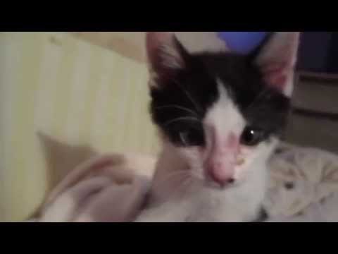 Kitten Swats Away the Paparazzi