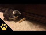 Cat Grabs Treats From Under the Bed