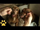 Flossing Dachshunds