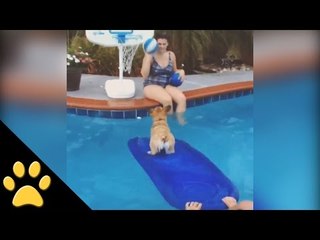 Corgi is a Baller at Pool Tricks