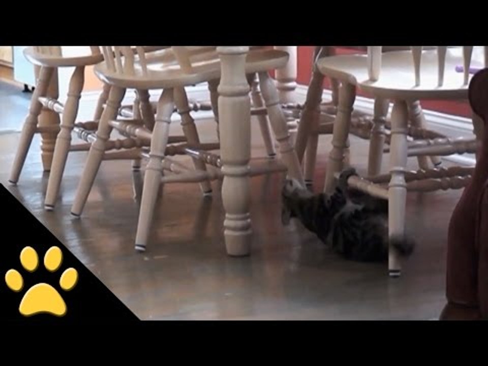 Cat Thinks Kitchen Chairs are Monkey Bars