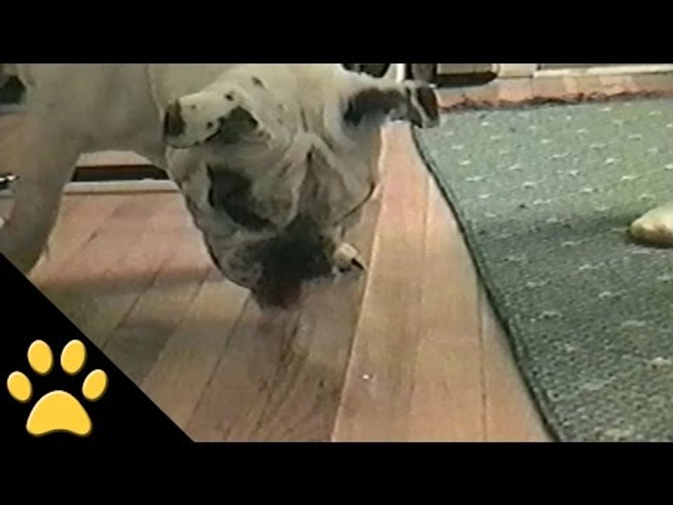Bulldog Will Stop at Nothing to Catch Laser Pointer