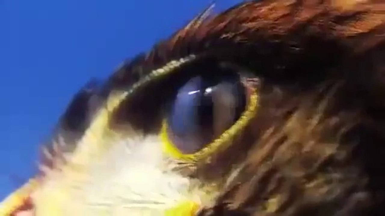 Harris Şahin'inin Keklik Avı