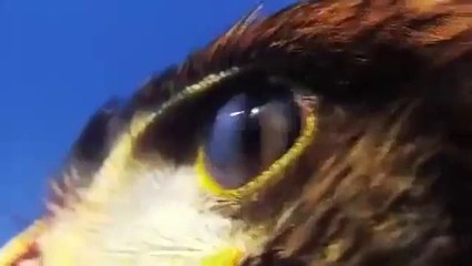 Harris Şahin'inin Keklik Avı