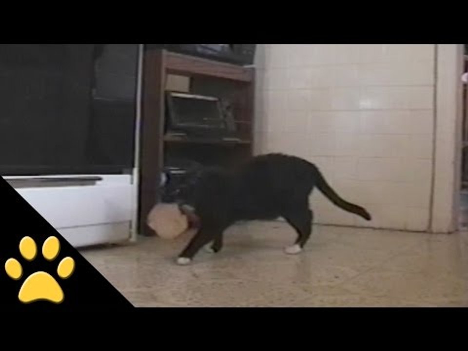 Cat Steals Dinner