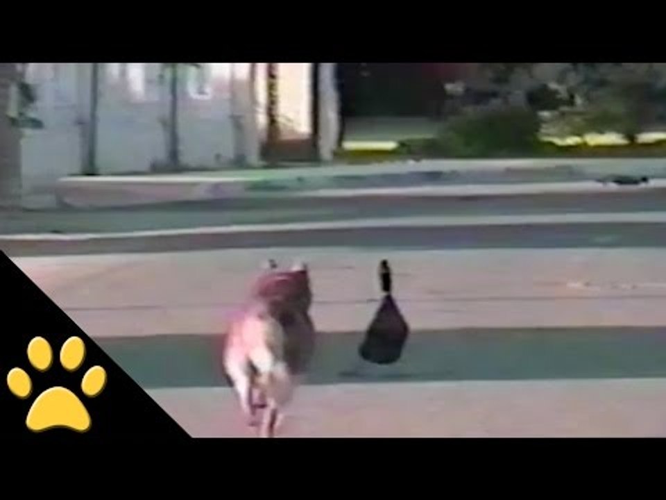 Duck Tricks Dog By Playing Dead