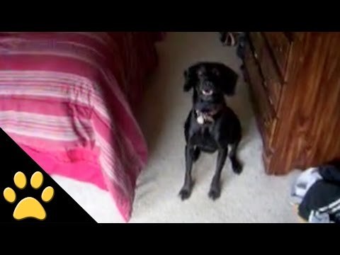 Dog Hates Baths But Loves Walks